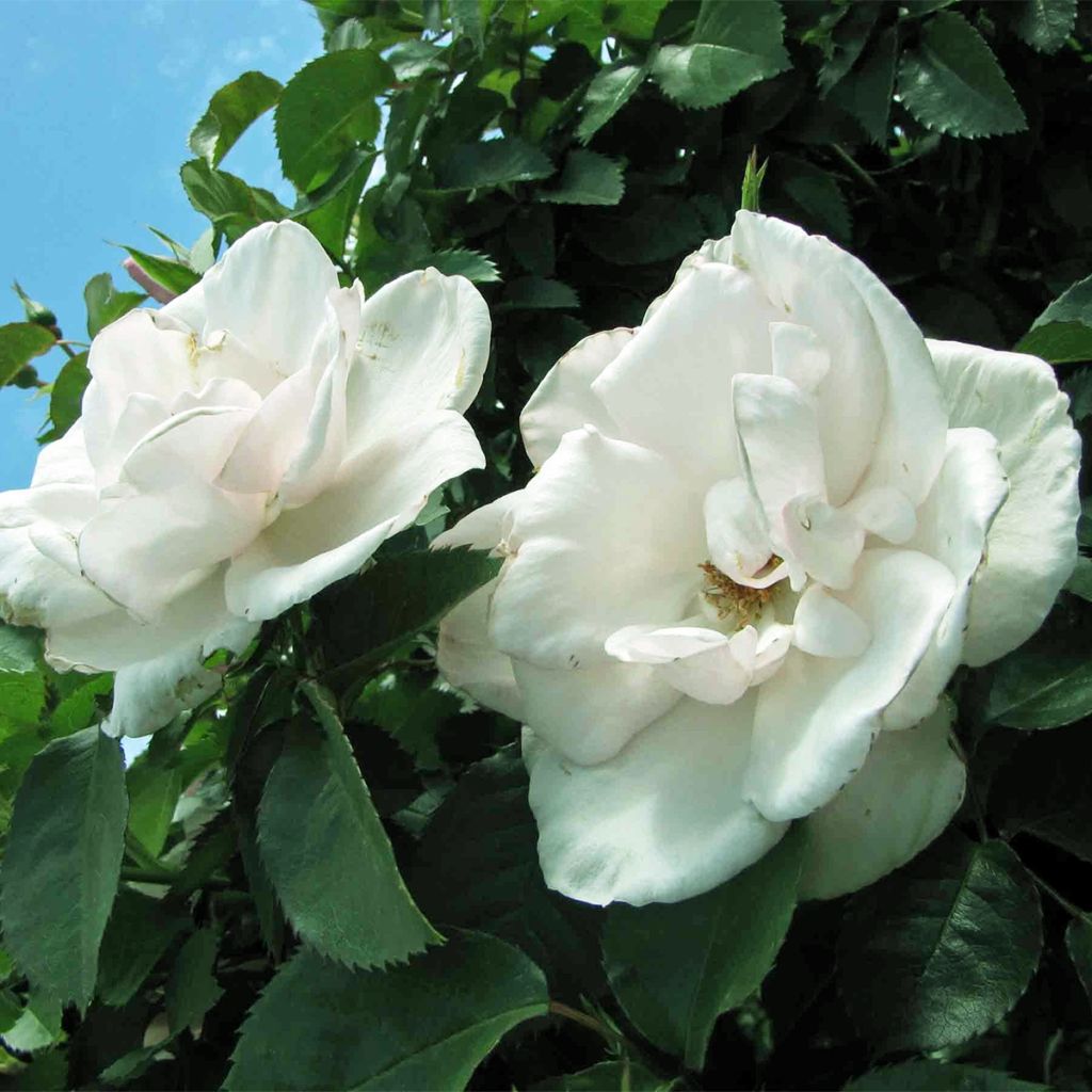 Rosal Tiramisu Bio - Rosal con pétalos comestibles