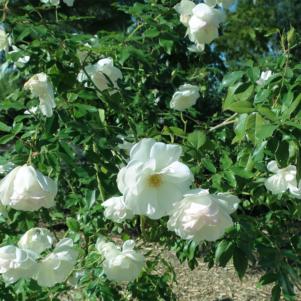 Rosal Tiramisu Bio - Rosal con pétalos comestibles