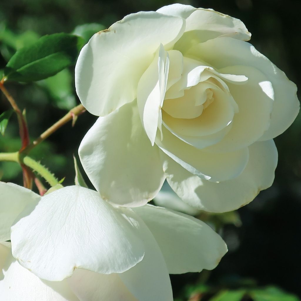 Rosal Tiramisu Bio - Rosal con pétalos comestibles