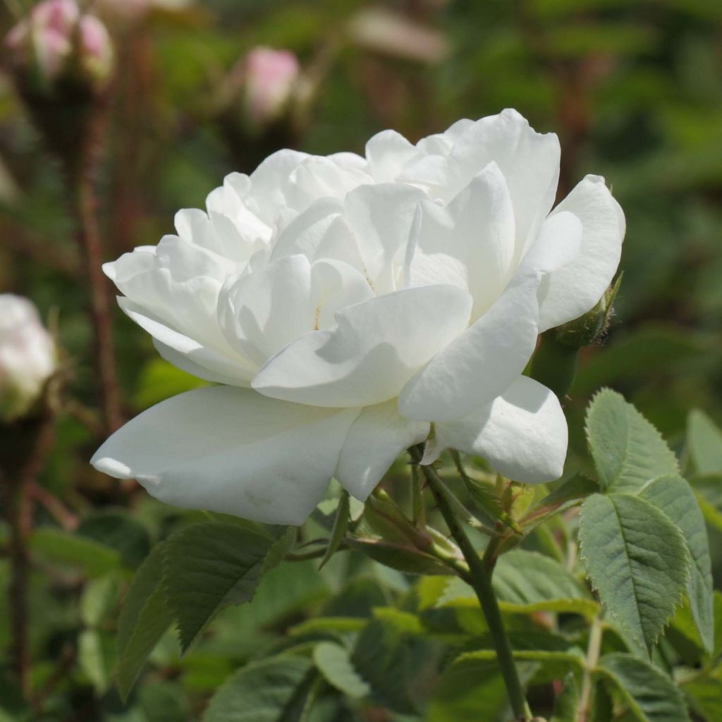 Rosal alba Suaveolens