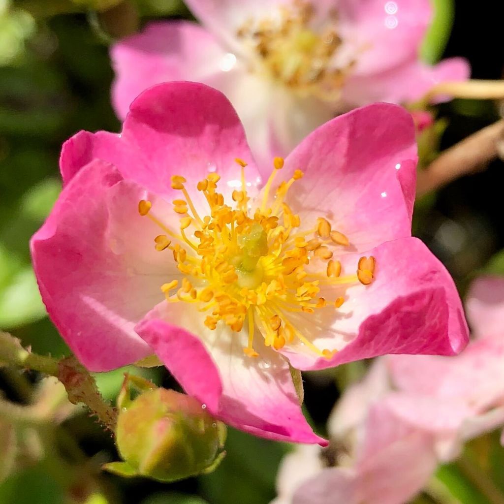 Rosal Ballerina