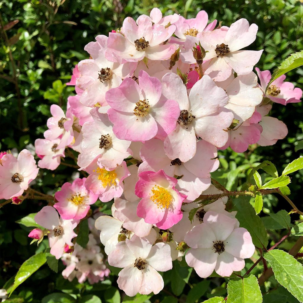 Rosal Ballerina