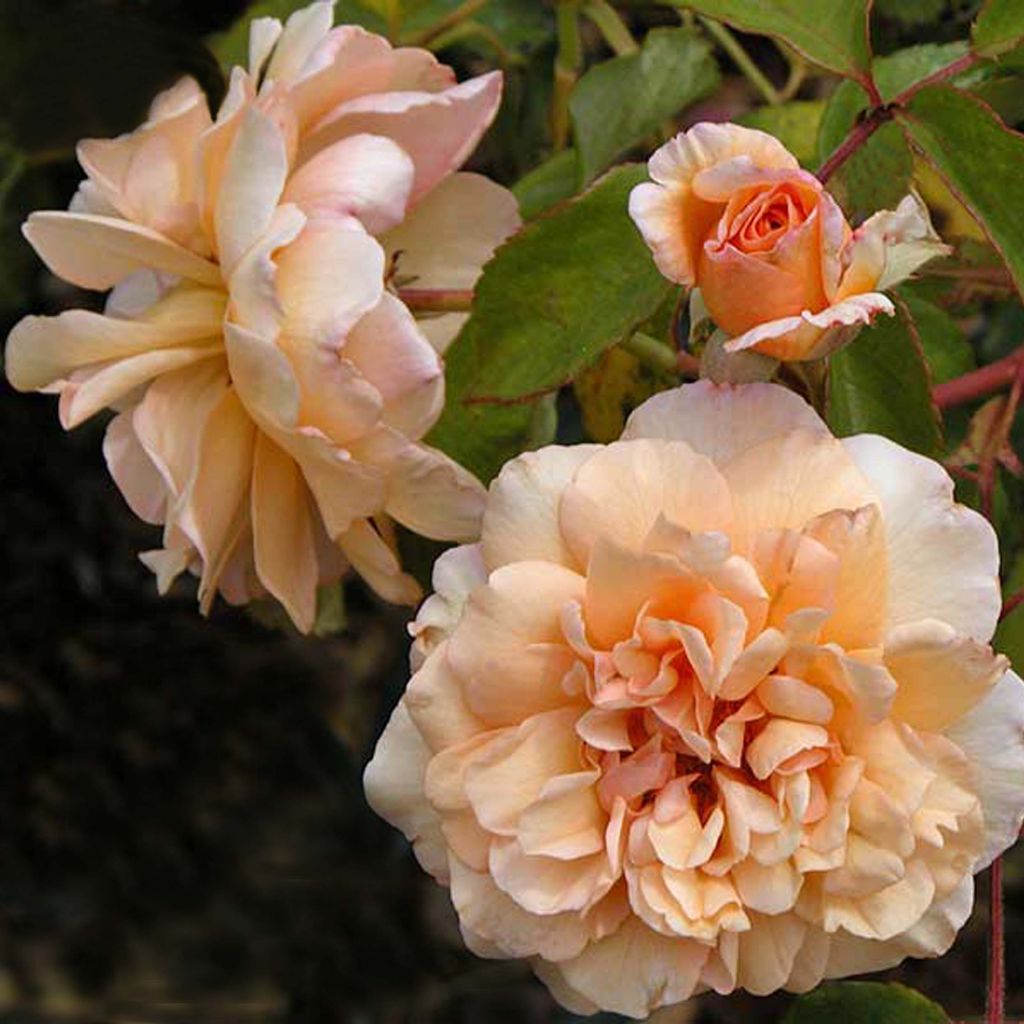 Rosal Buff Beauty