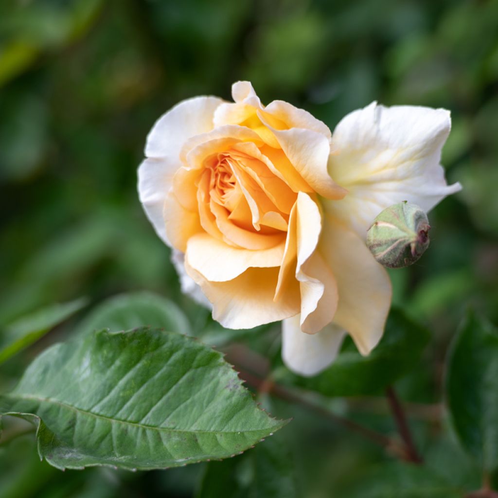 Rosal Buff Beauty