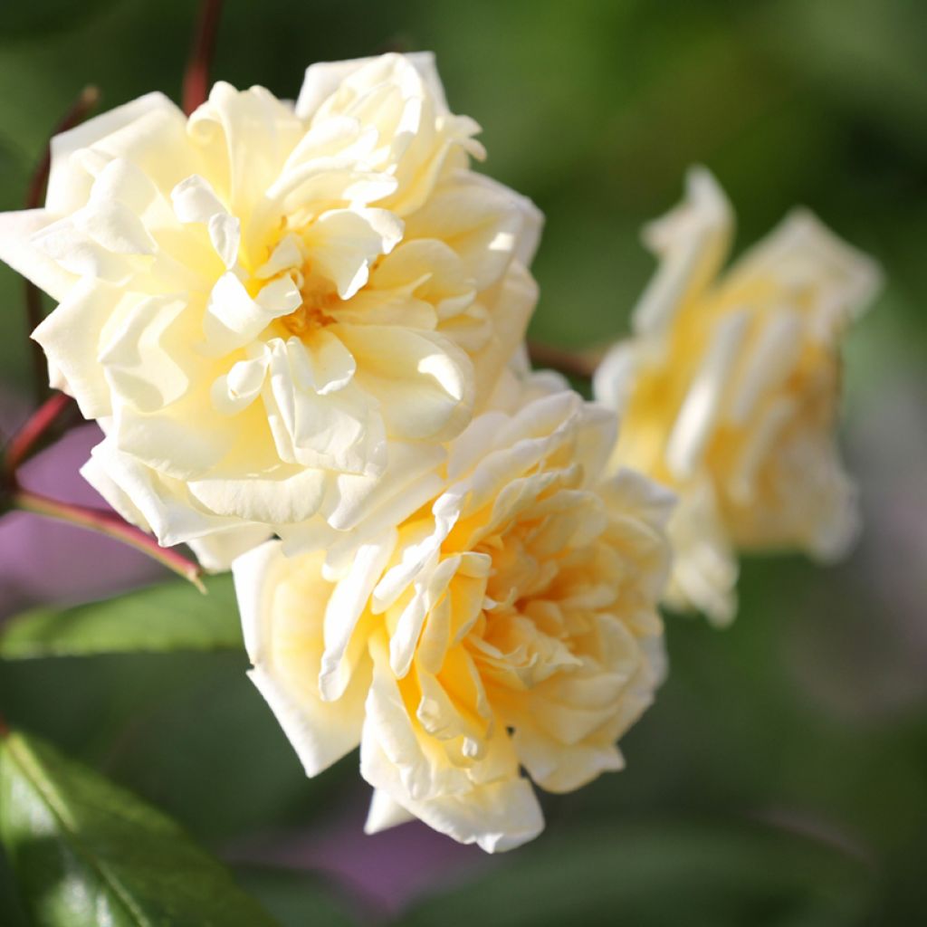 Rosal Buff Beauty