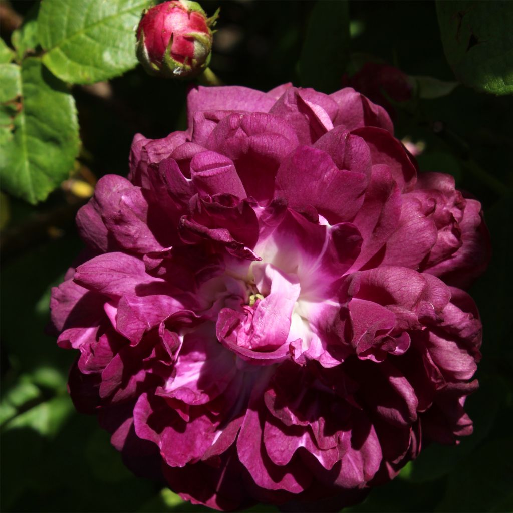 Rosal gallica Cardinal de Richelieu