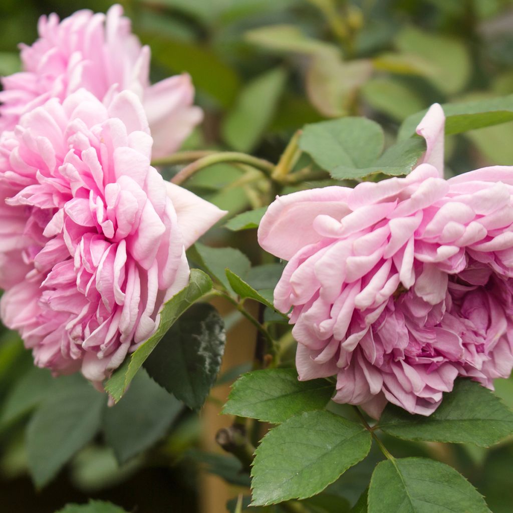 Rosal centifolia Muscosa