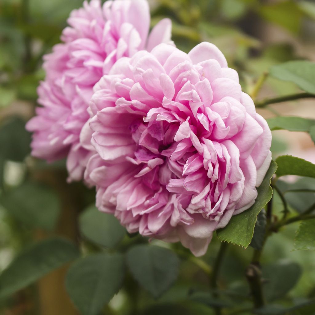 Rosal centifolia Muscosa