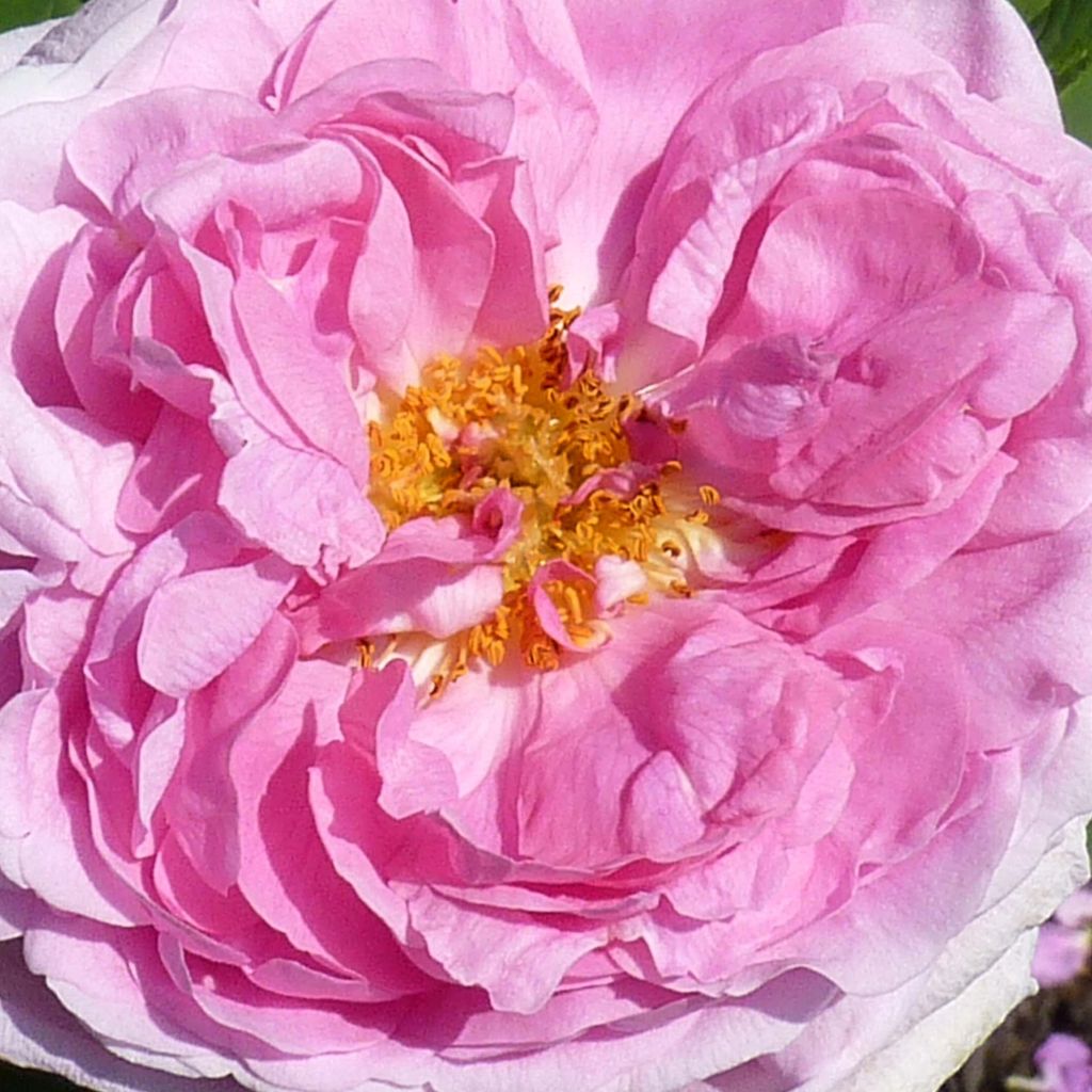Rosal Portland Comte de Chambord