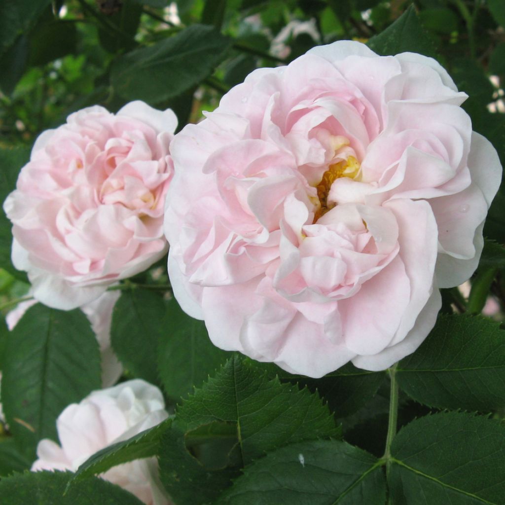 Rosal Cuisse de Nymphe
