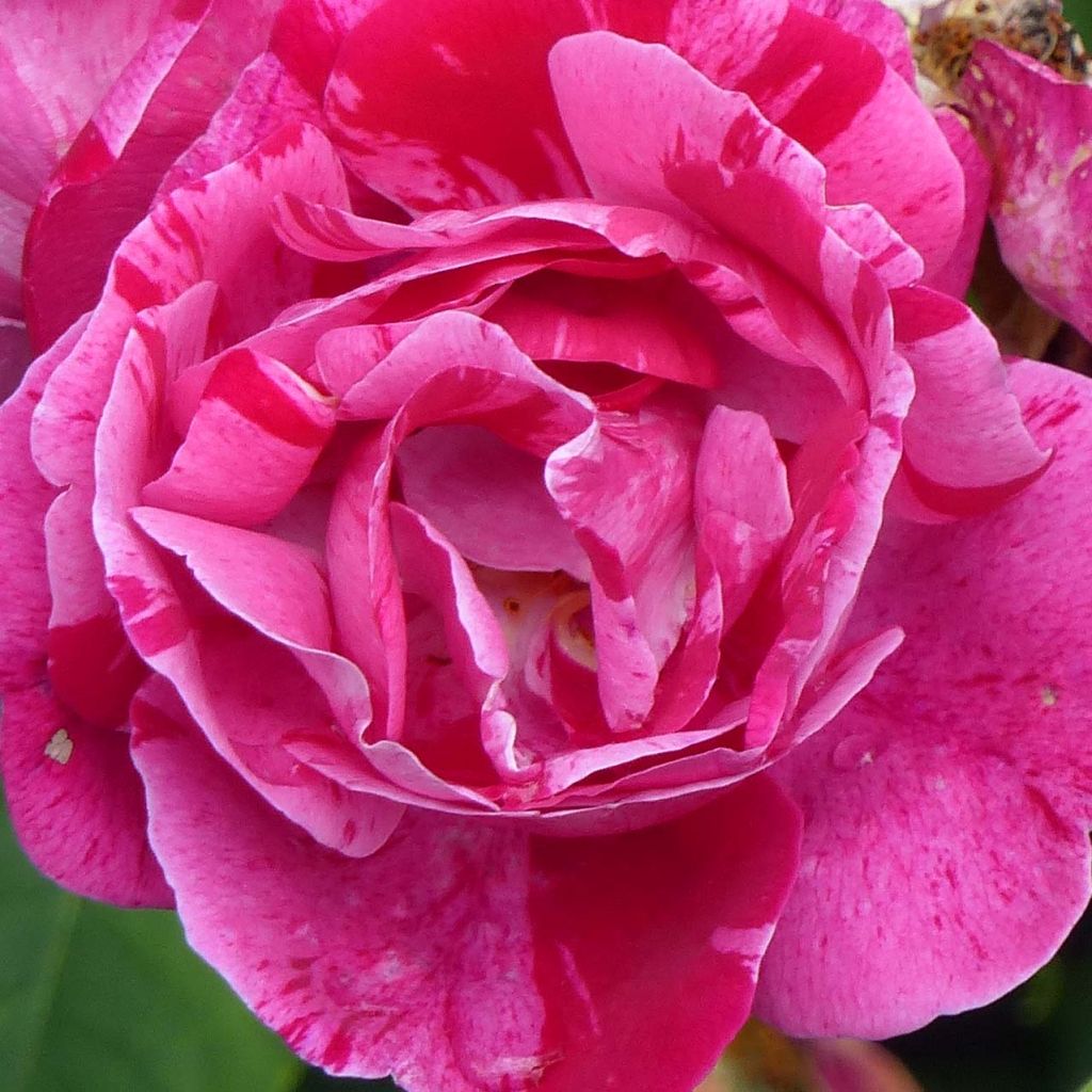 Rosal Ferdinand Pichard