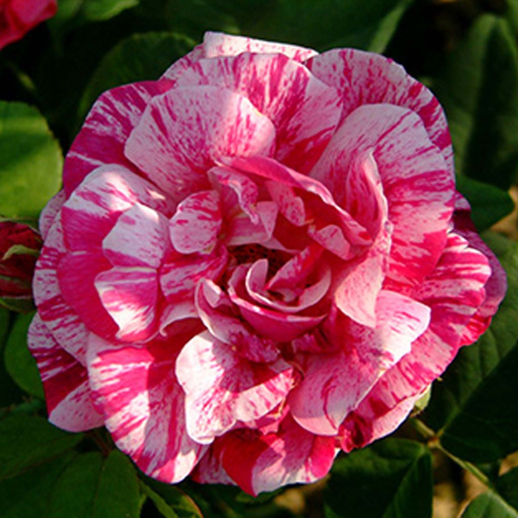Rosal Ferdinand Pichard