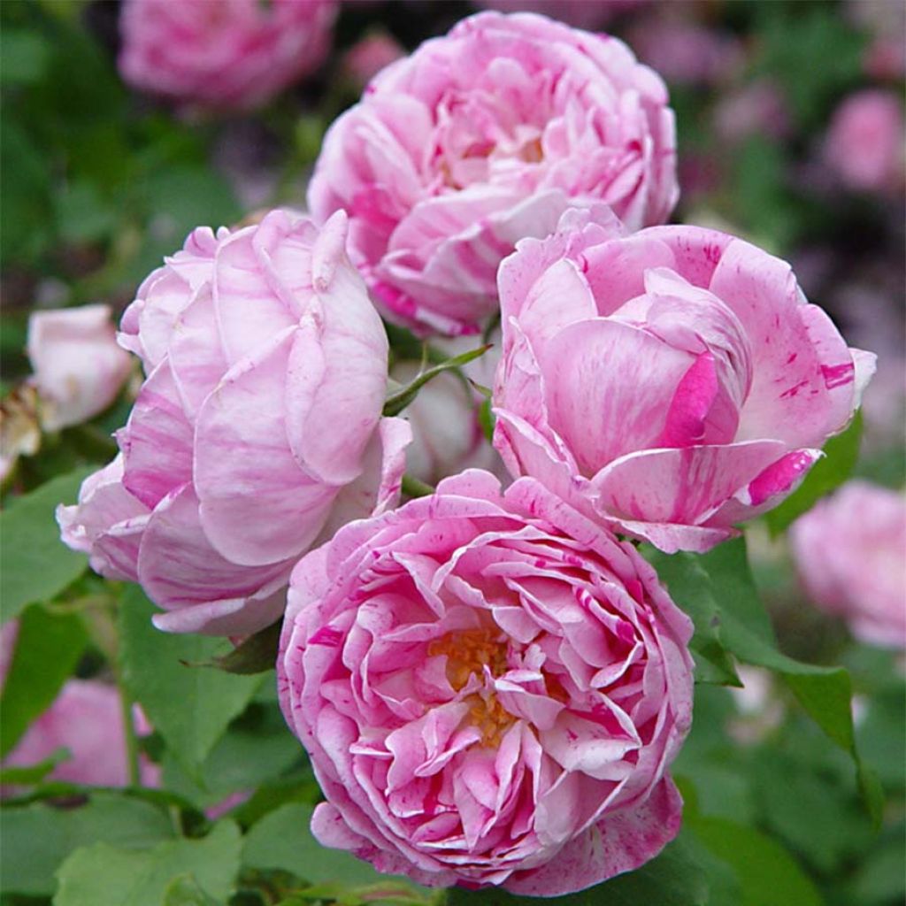 Rosal Honorine de Brabant