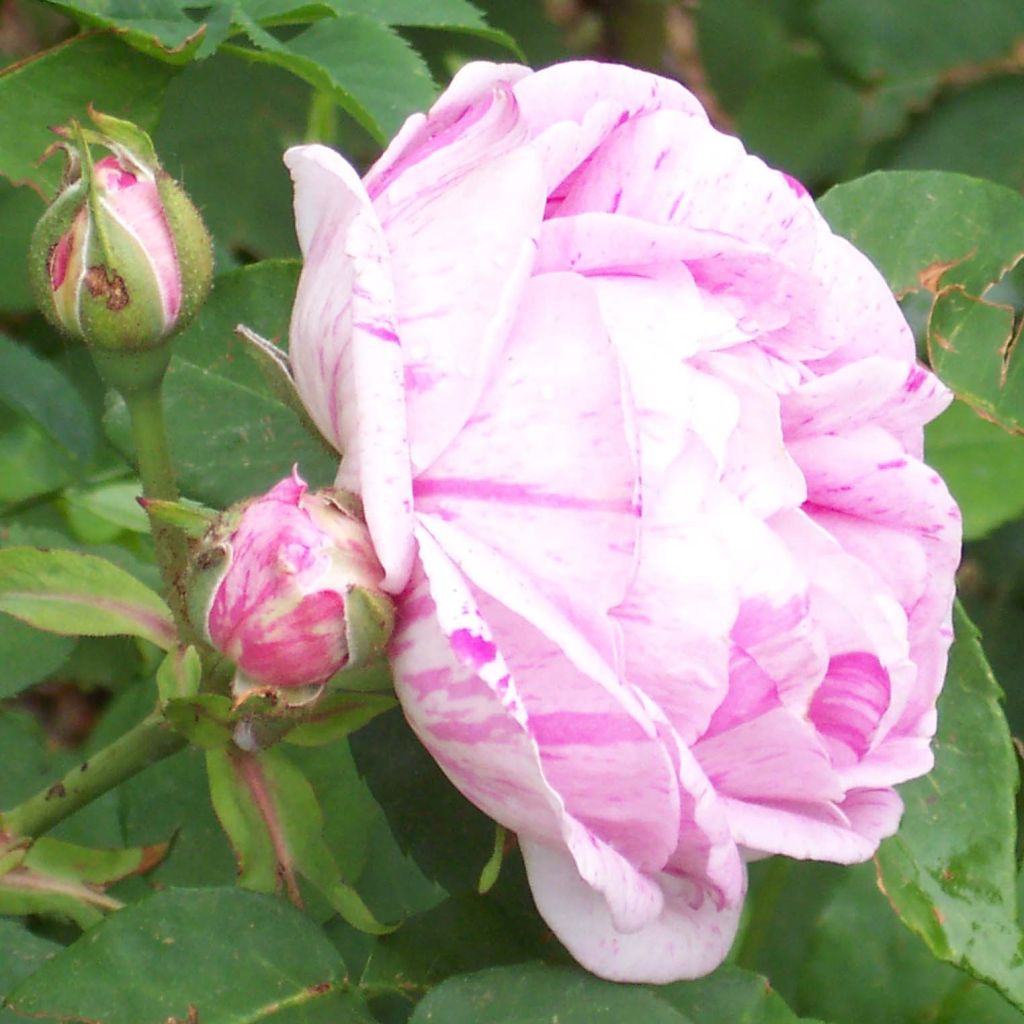Rosal Honorine de Brabant