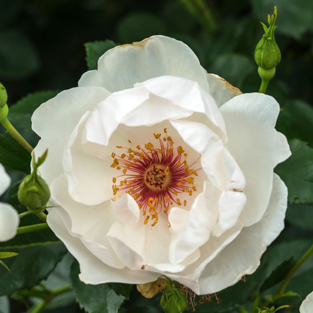 Rosal Jacqueline du Pré