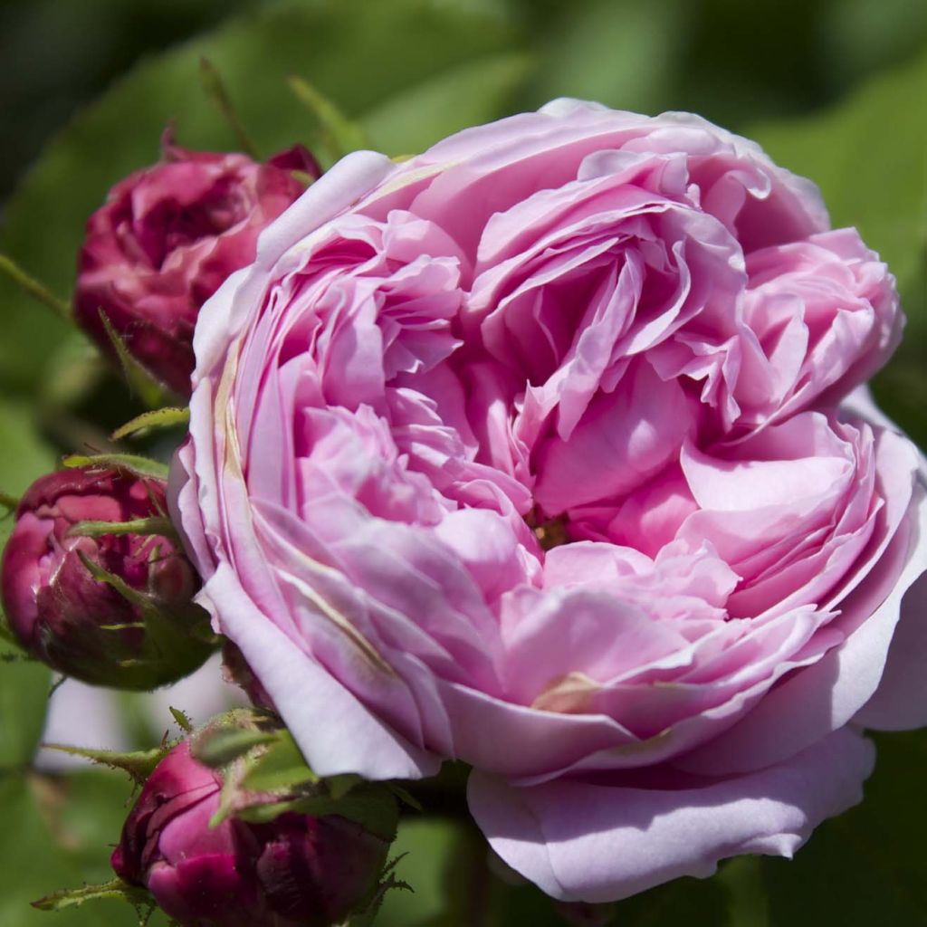 Rosal Portland Jacques Cartier