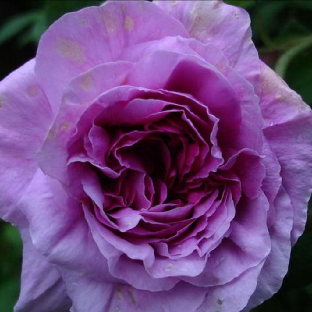Rosal gallica Jenny Duval - Rosal de Castilla