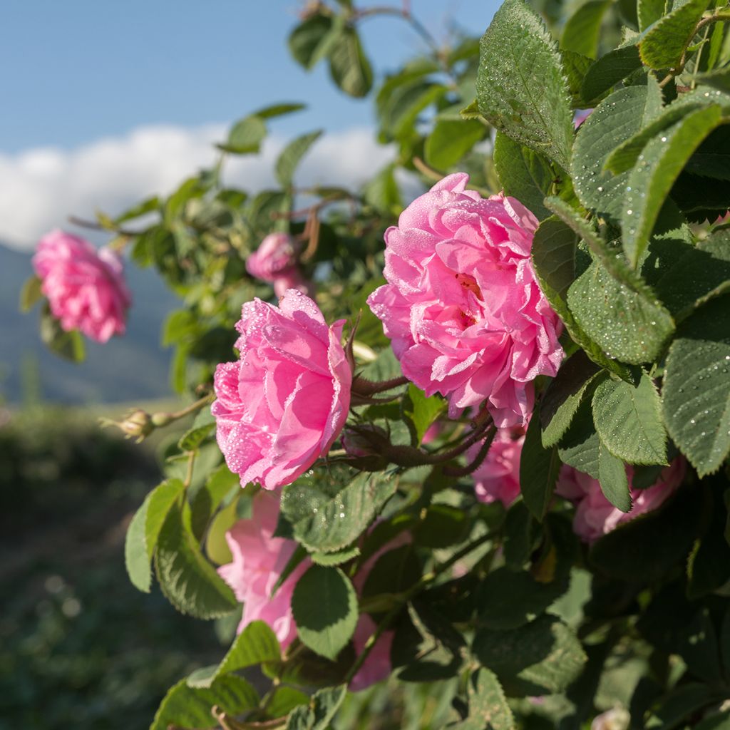 Rosal Trigintipetala