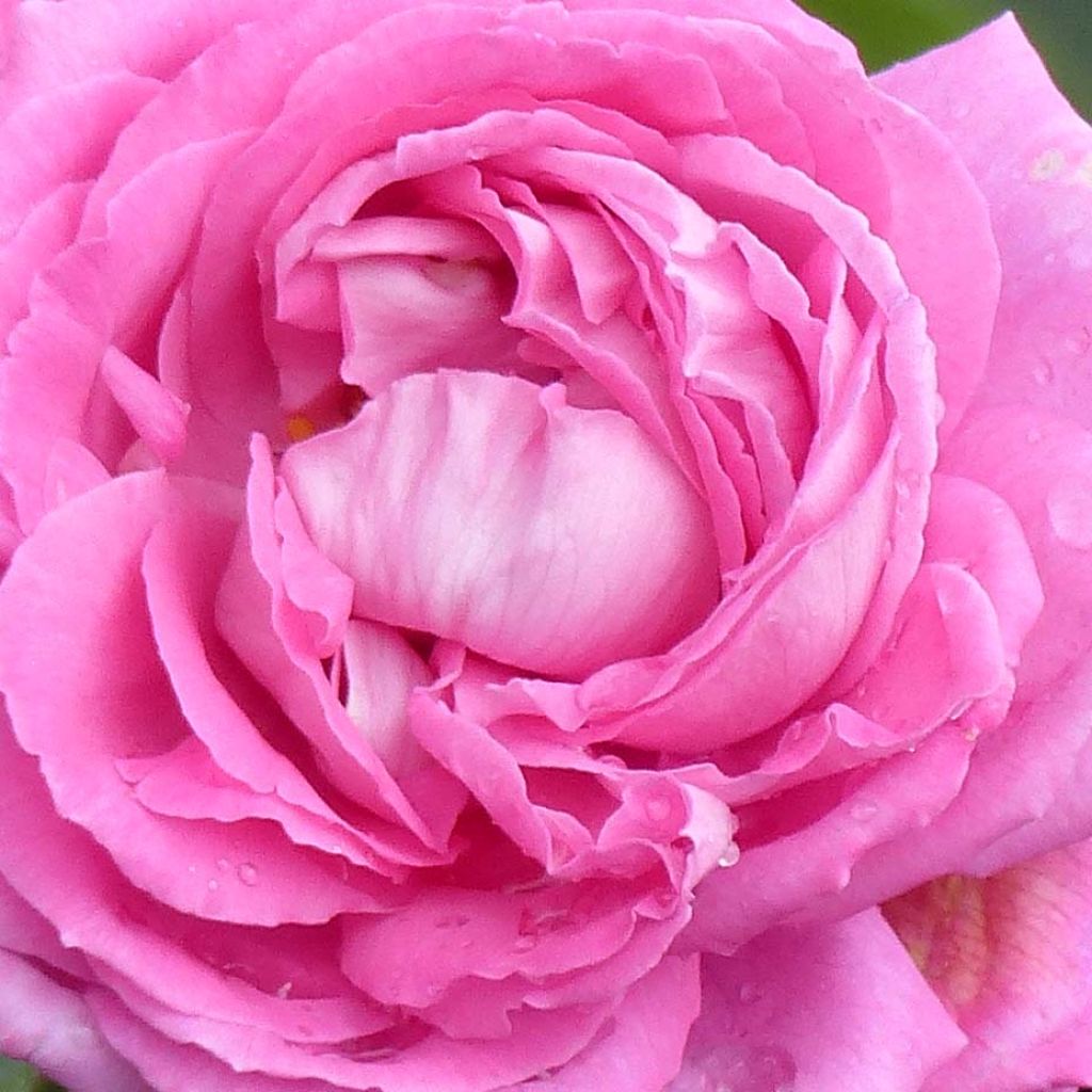 Rosal Mrs John Laing