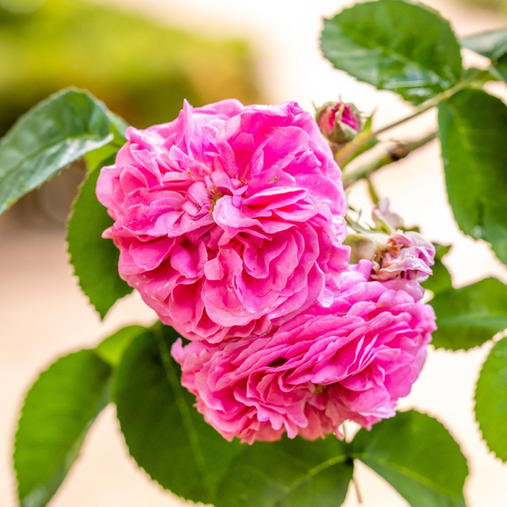 Rosal Mrs John Laing