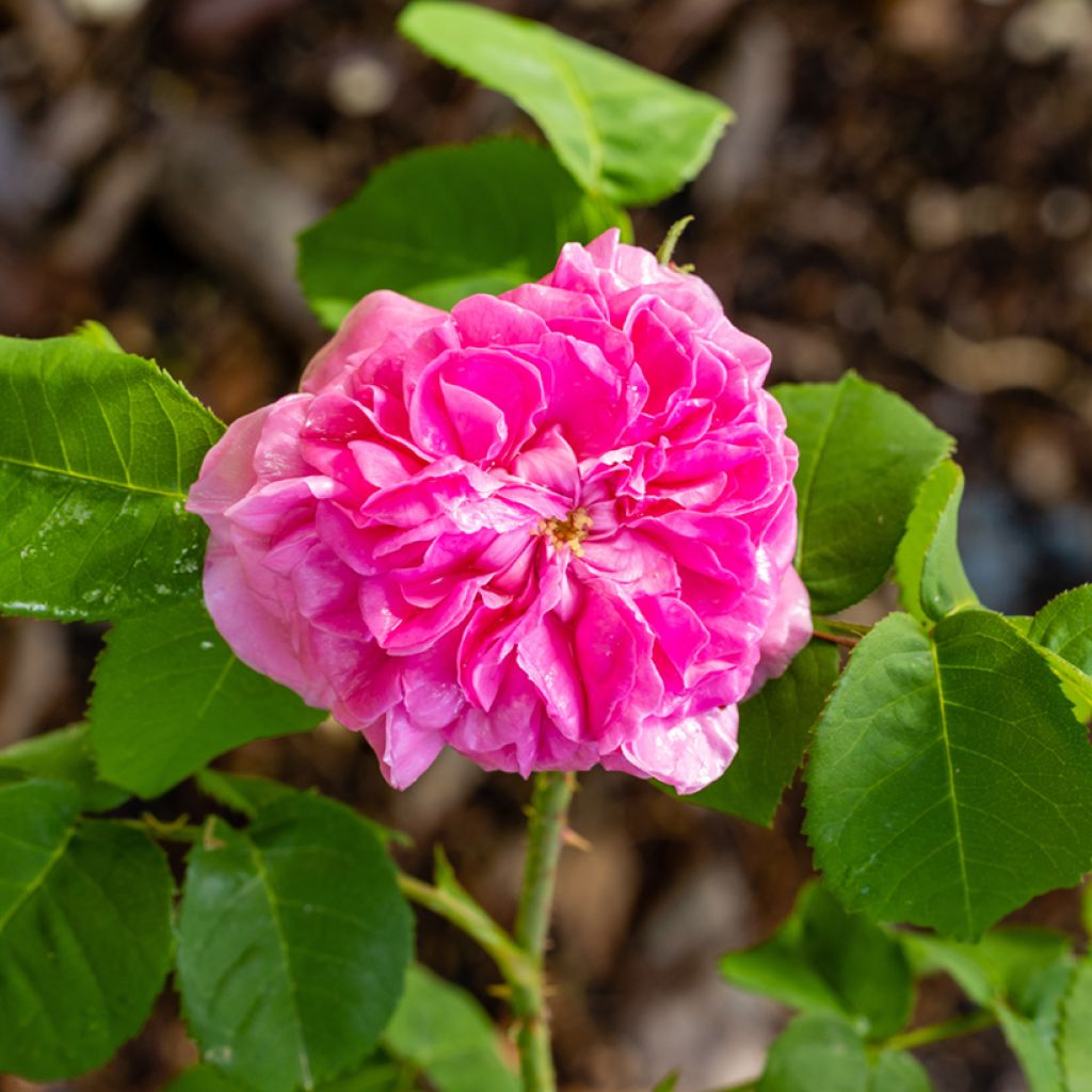 Rosal Mrs John Laing
