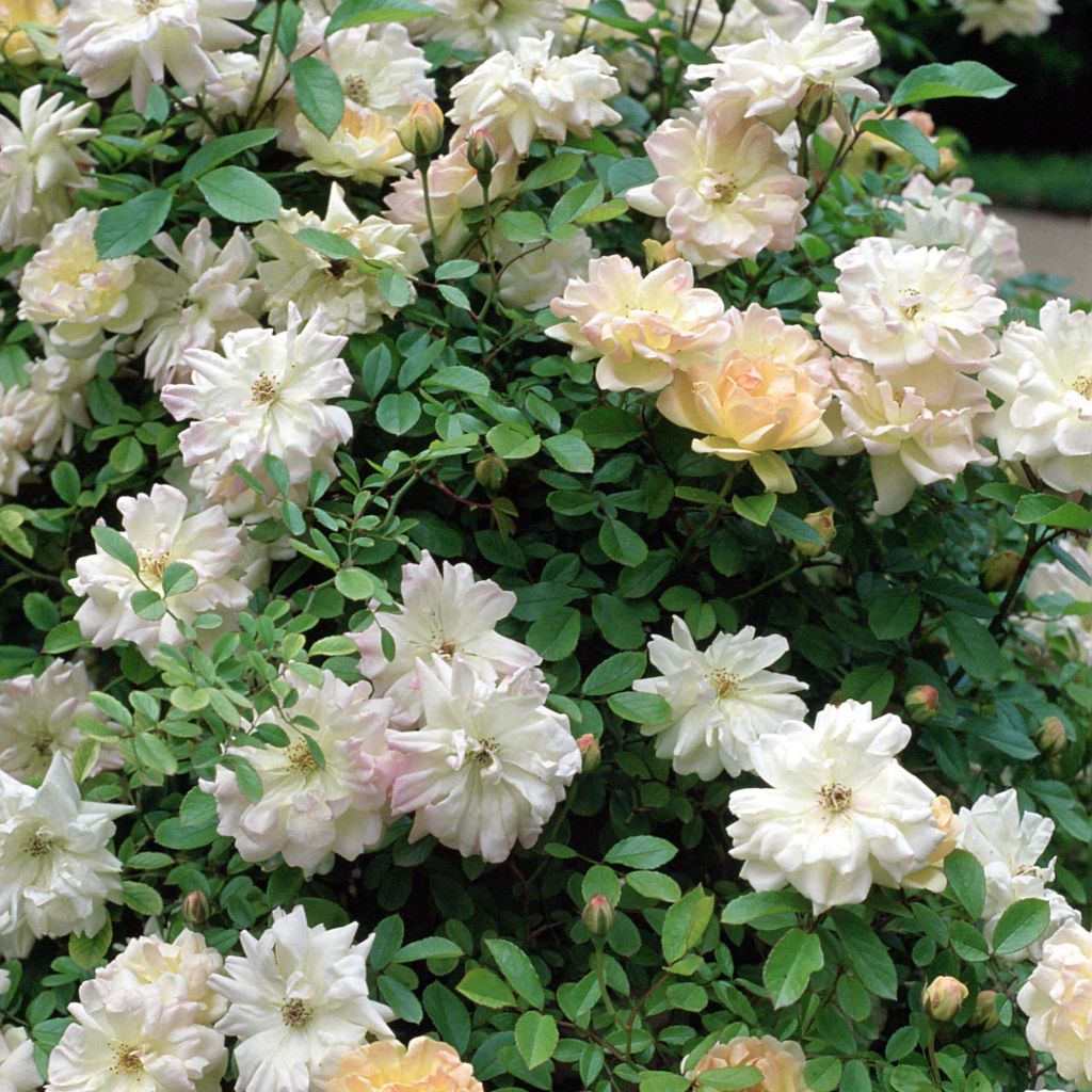 Rosal trepadora Phyllis Bide