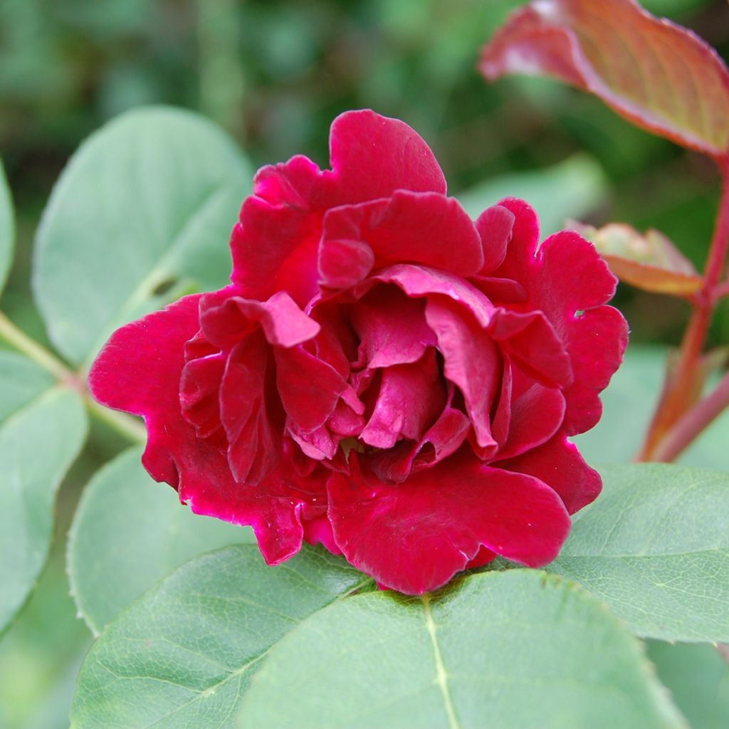 Rosal Souvenir du Dr Jamain