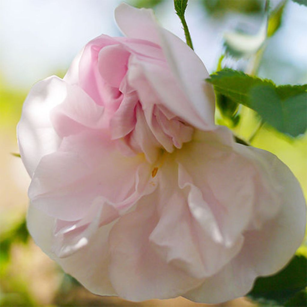 Rosal pimpinellifolia Stanwell Perpetual