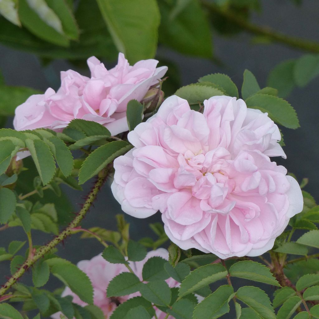 Rosal pimpinellifolia Stanwell Perpetual