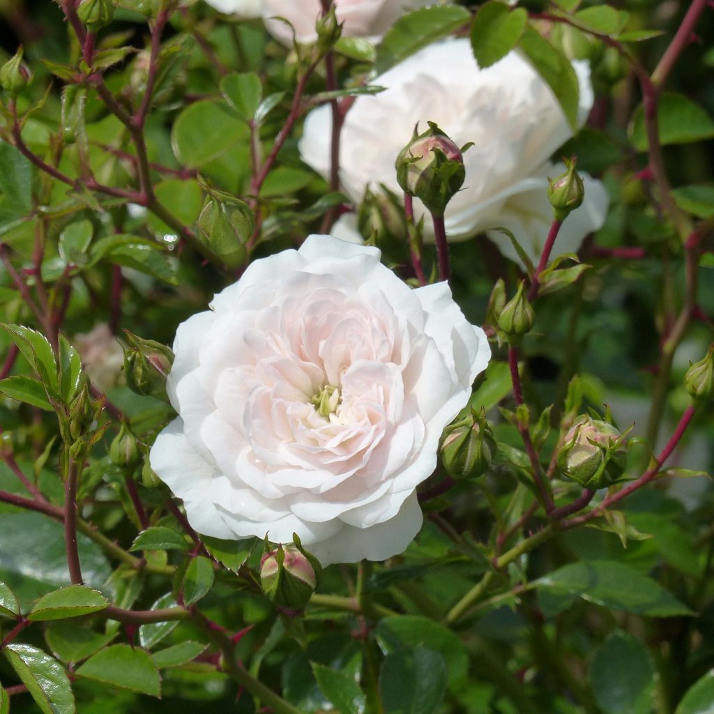 Rosal pimpinellifolia Stanwell Perpetual