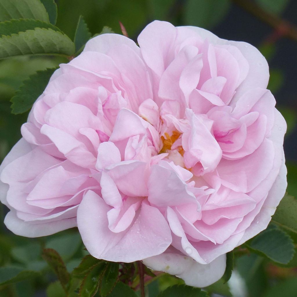 Rosal pimpinellifolia Stanwell Perpetual