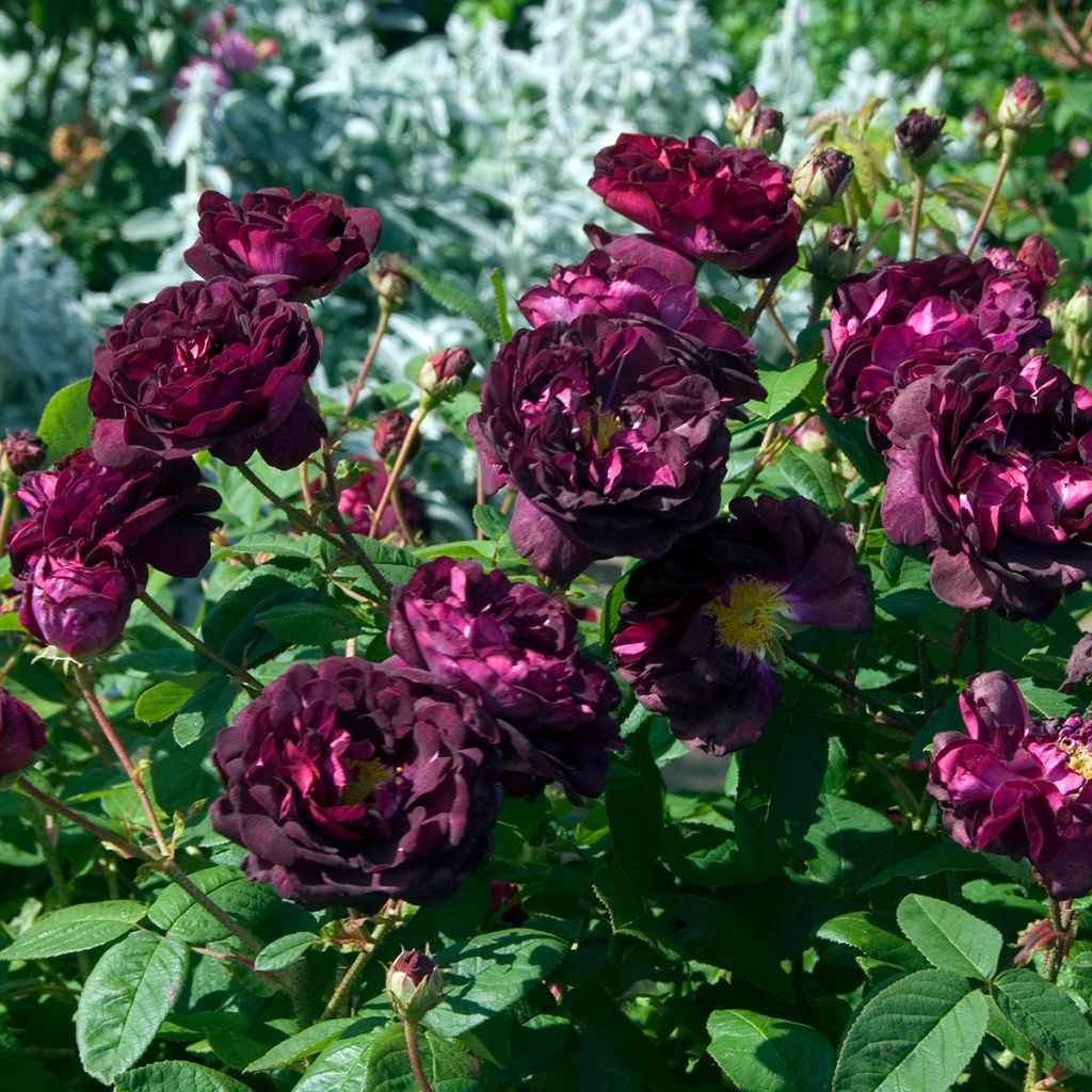 Rosal gallica Tuscany Superb