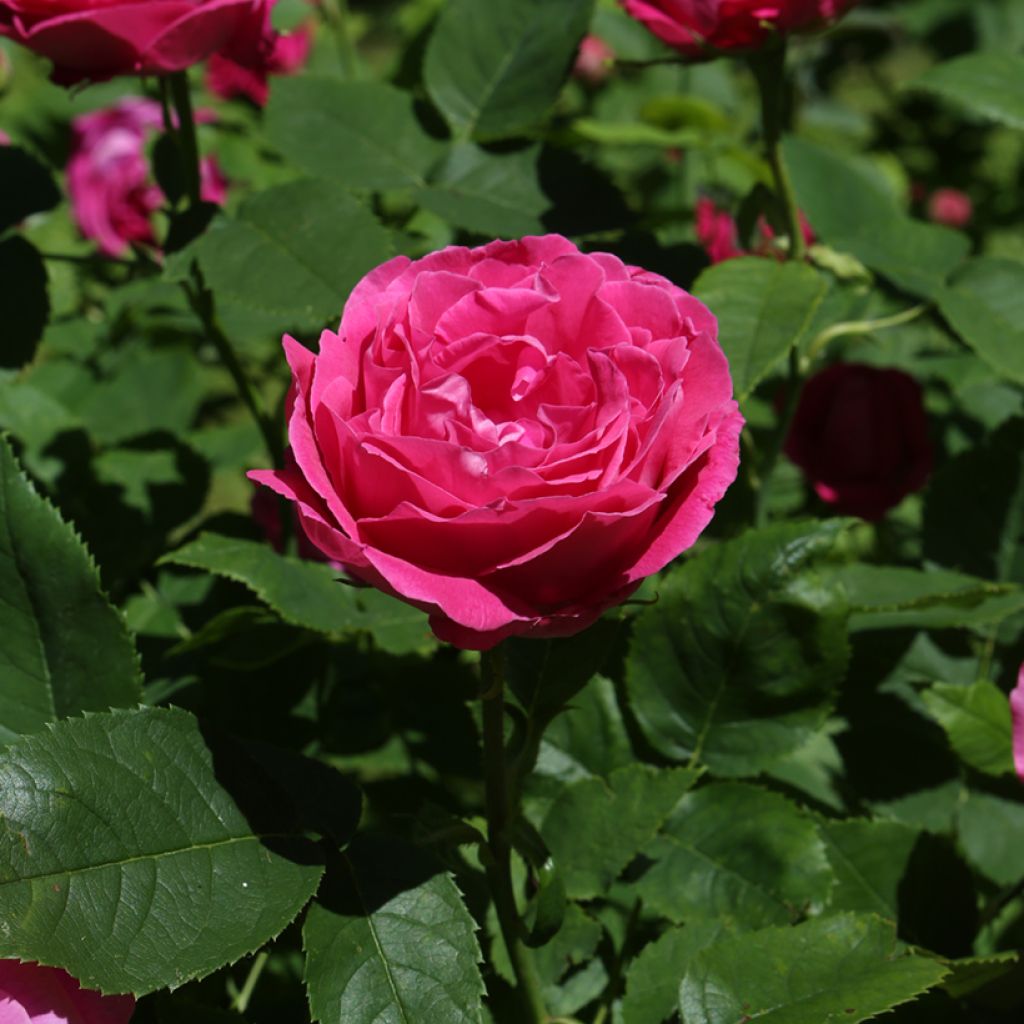 Rosal Ulrich Brunner fils