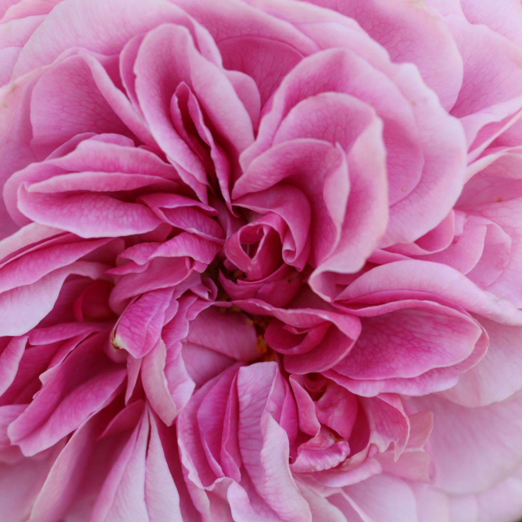 Rosal Young Lycidas