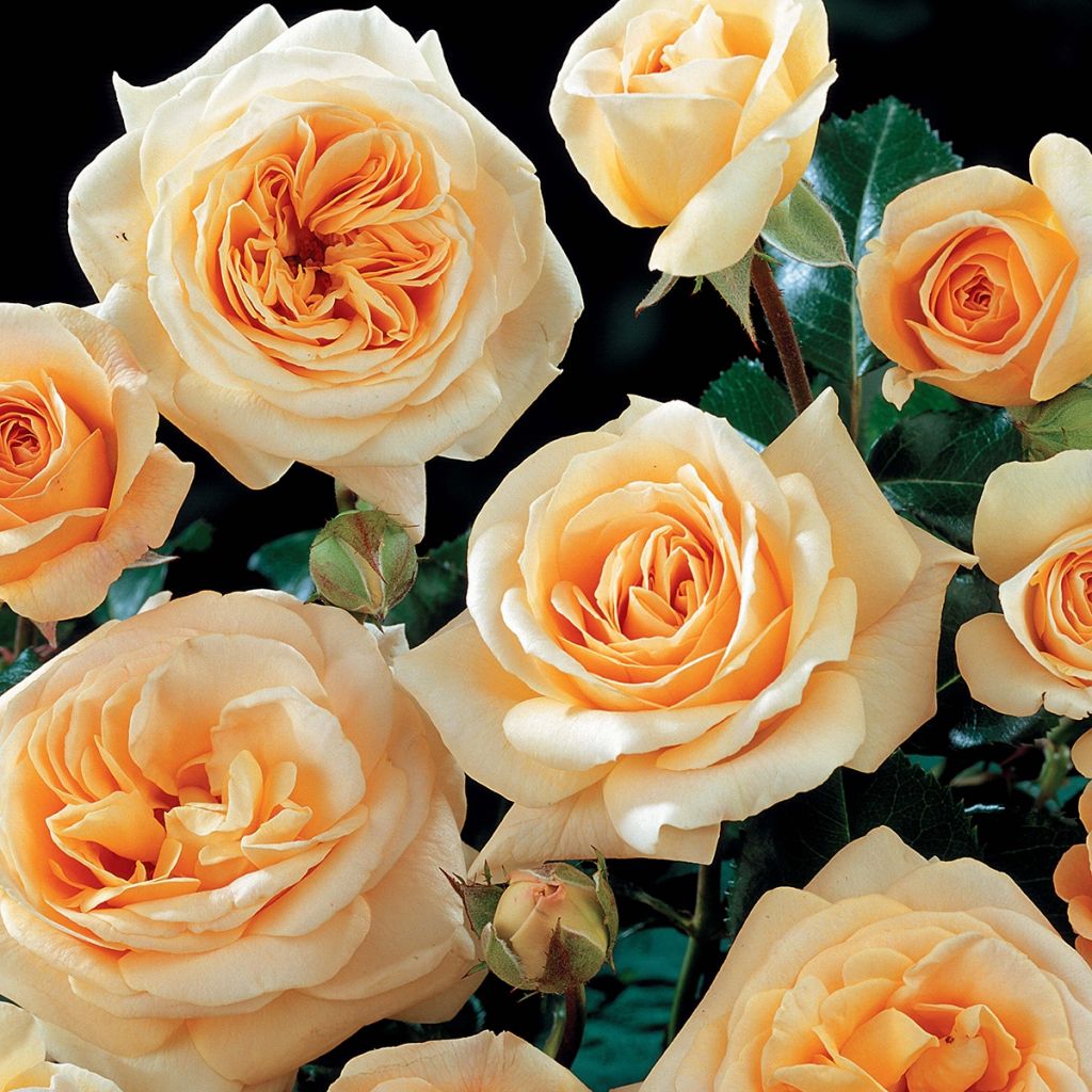 Rosal English Legend Hyde Park