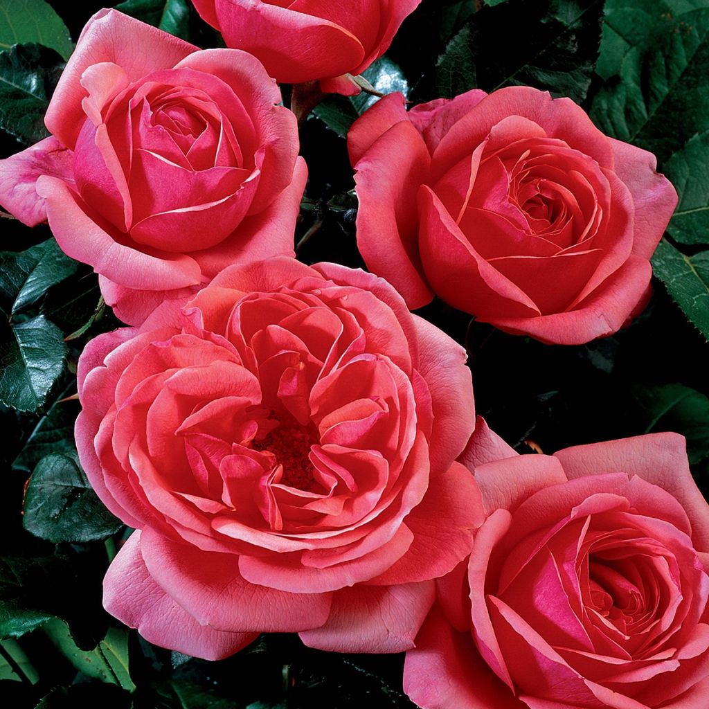 Rosal English Legend Sir Lancelot