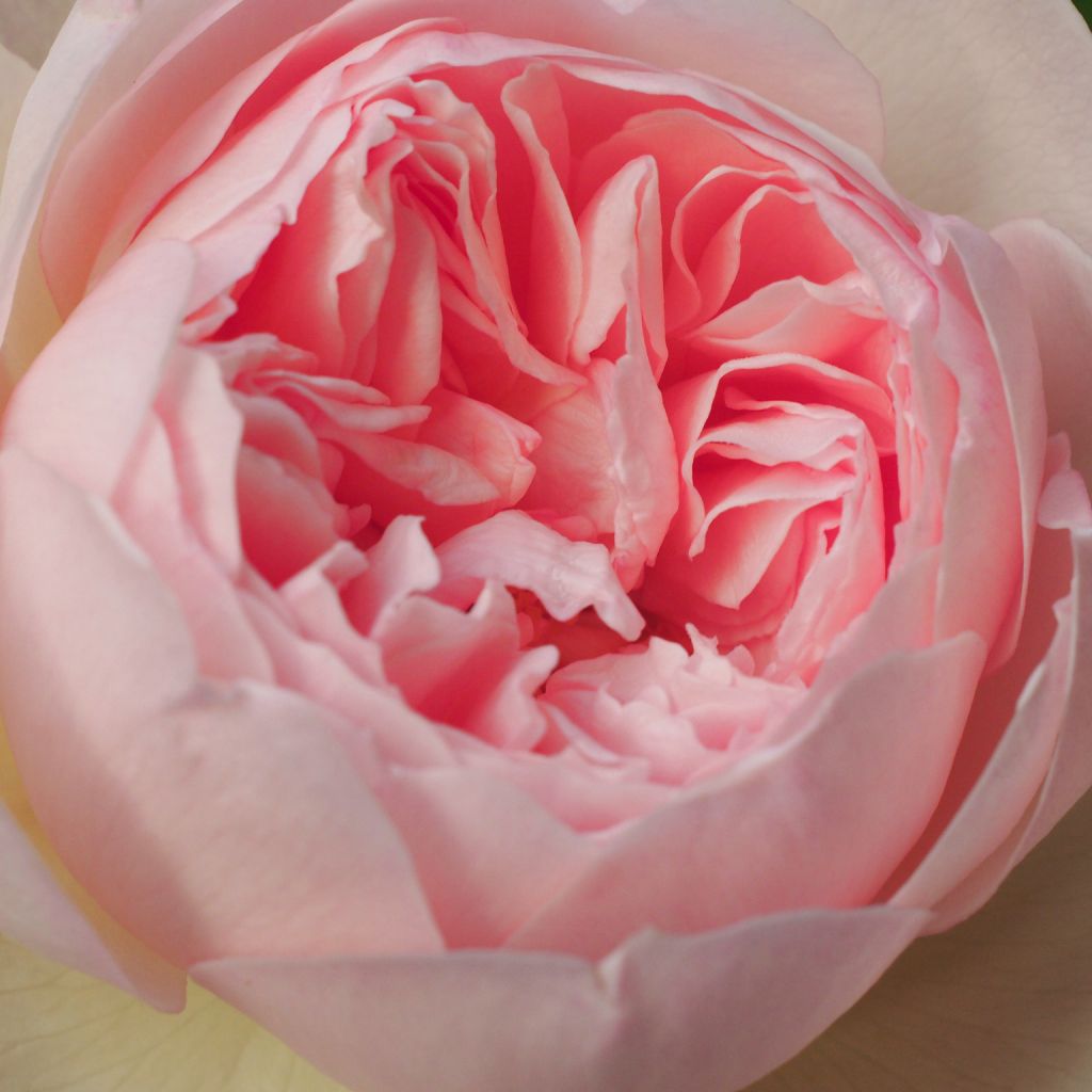 Rosal Gentle Hermione