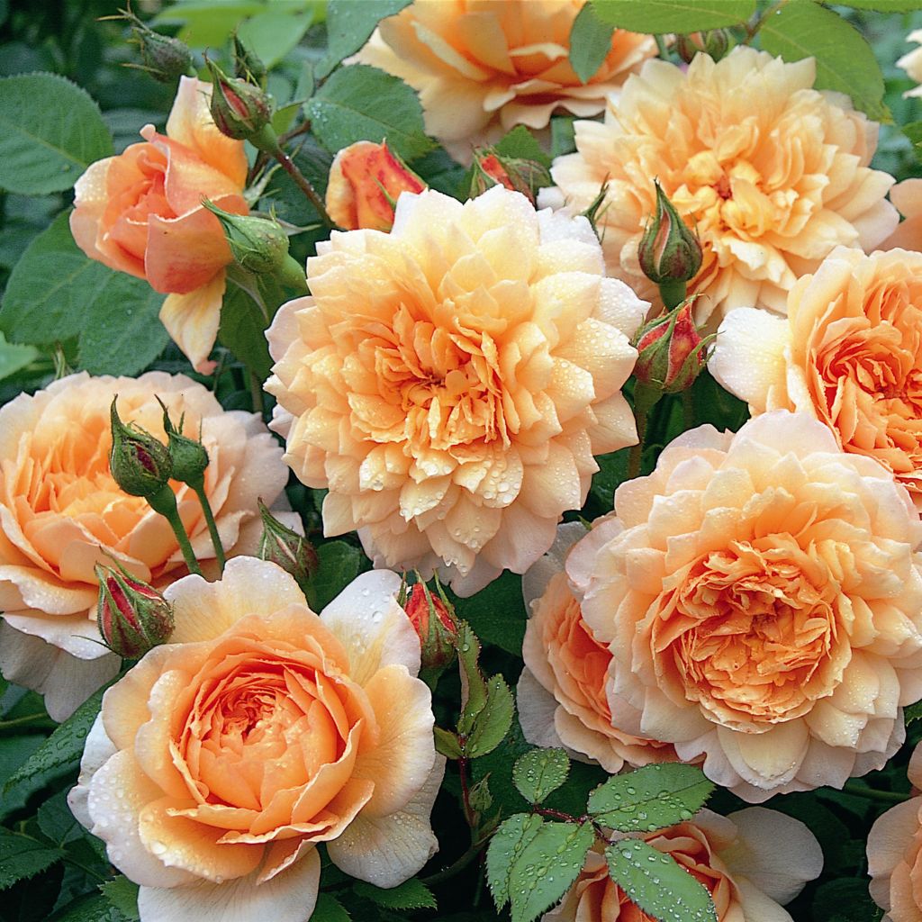 Rosal Grace