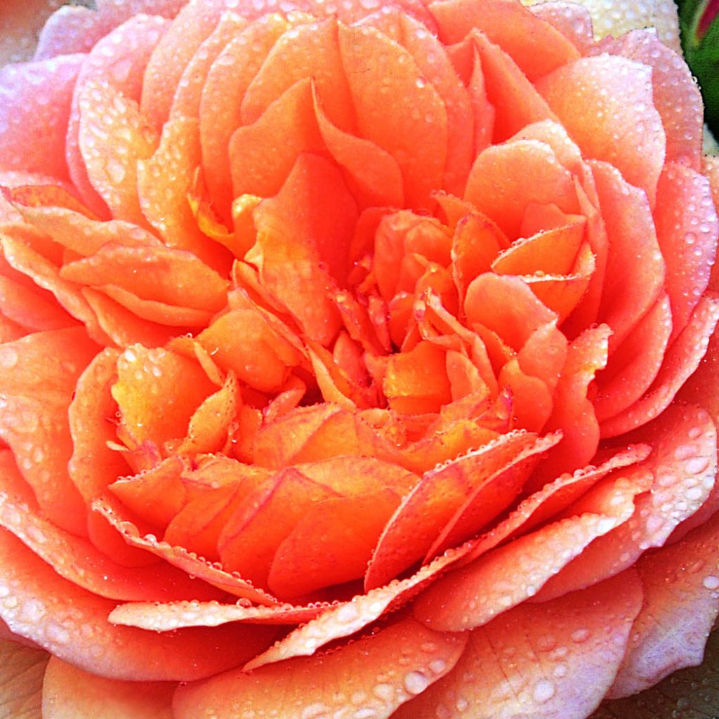 Rosal Grace