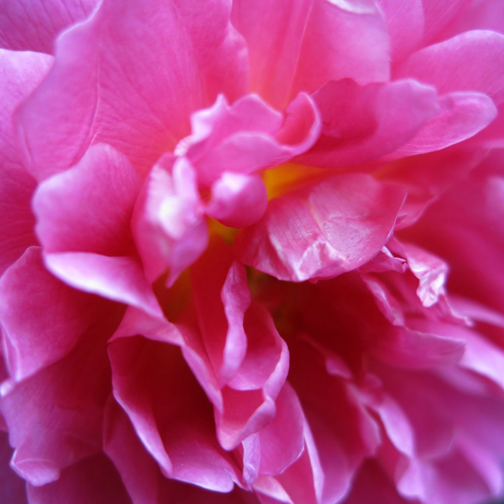 Rosal Princess Anne