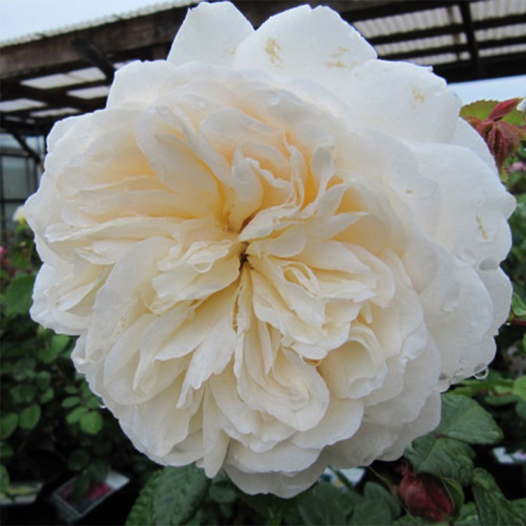 Rosal Tranquillity