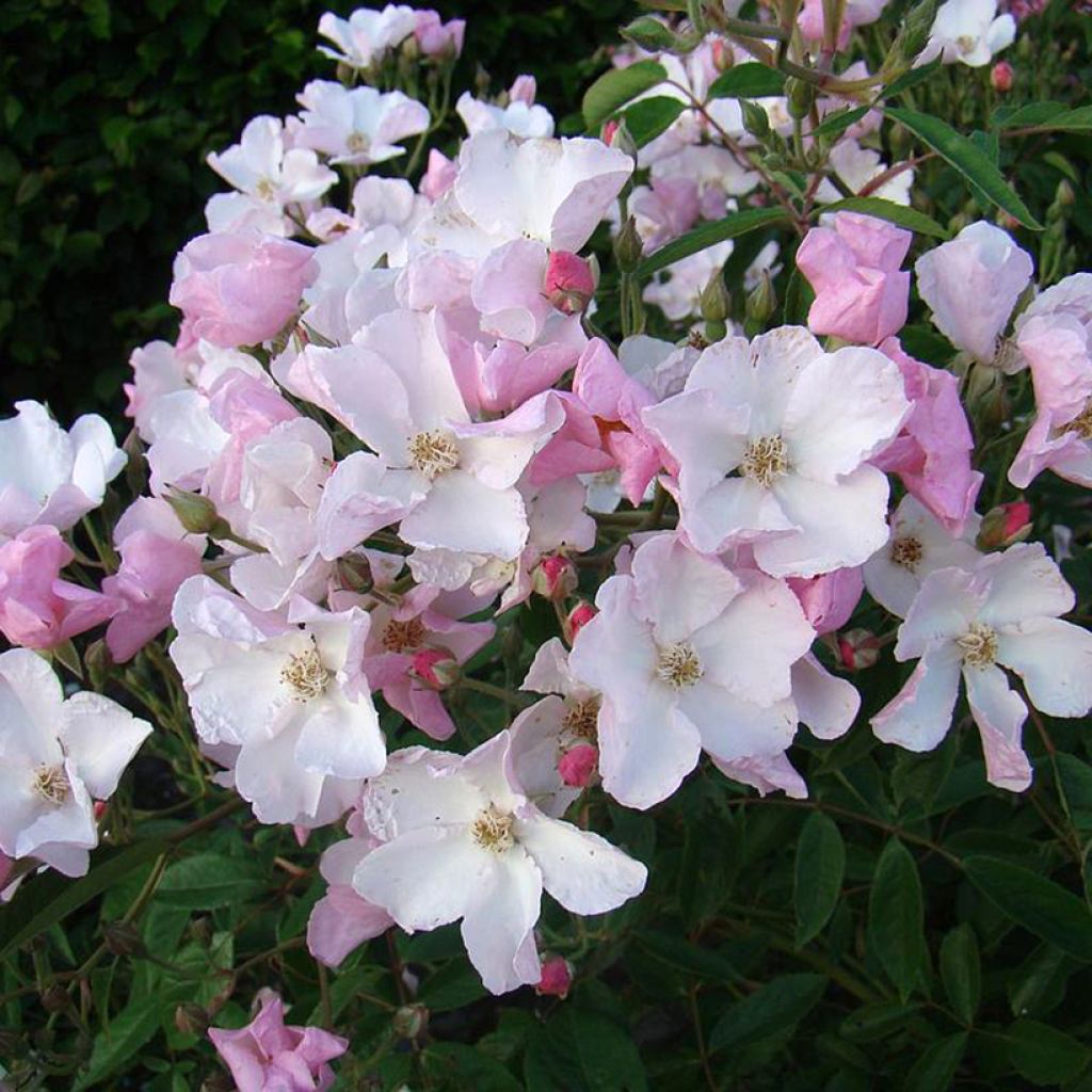 Rosal Diamant Rose LENdiro