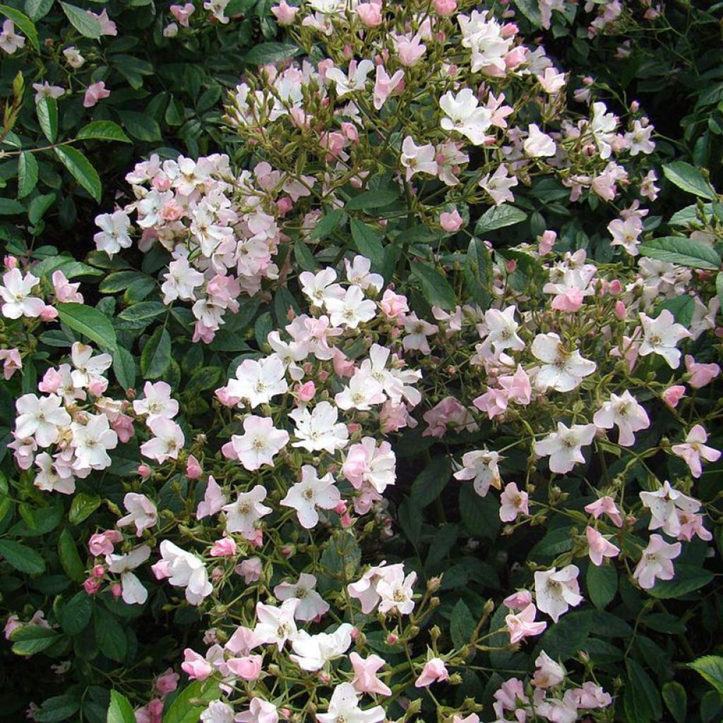 Rosal Diamant Rose LENdiro