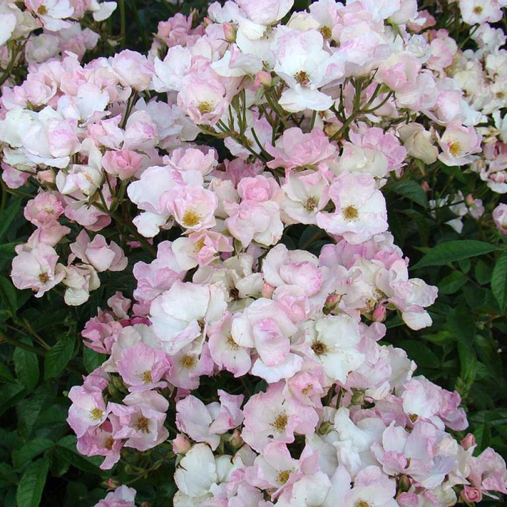 Rosal Diamant Rose LENdiro
