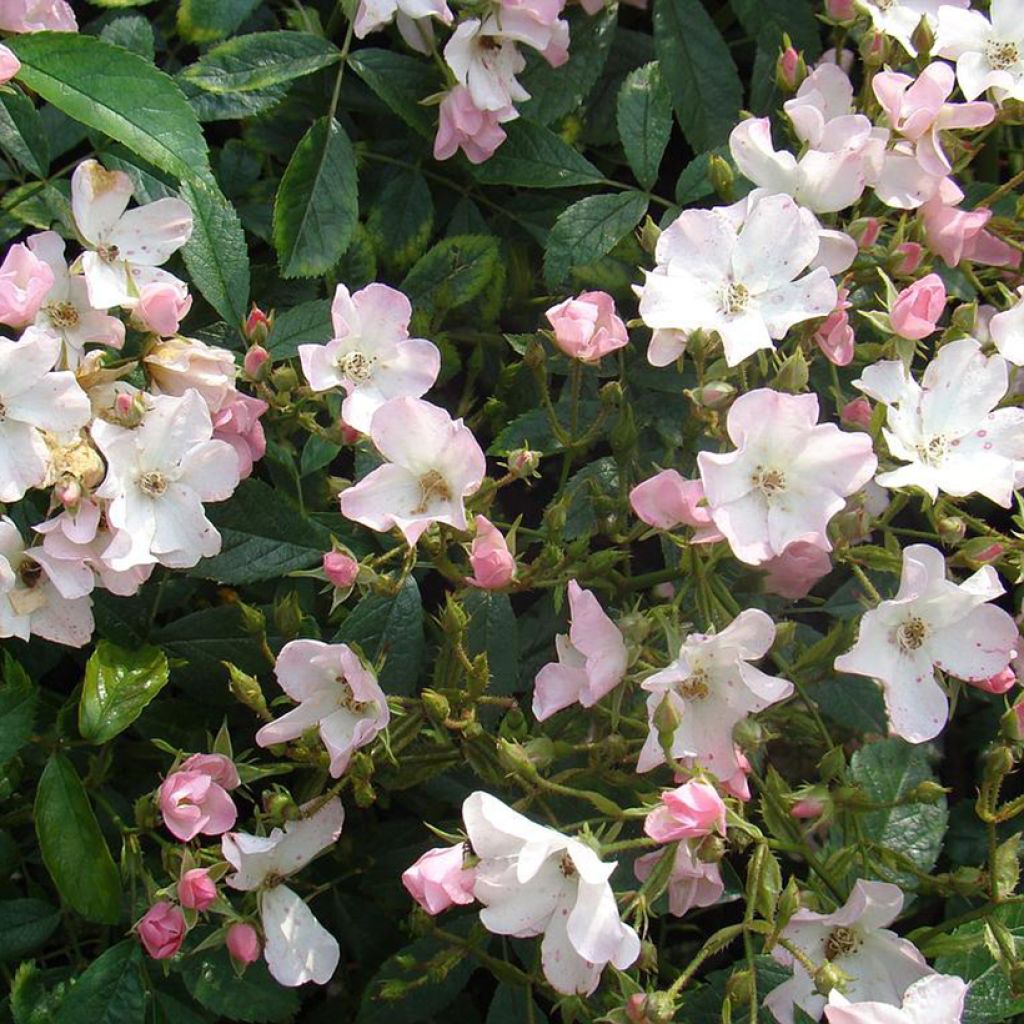 Rosal Diamant Rose LENdiro