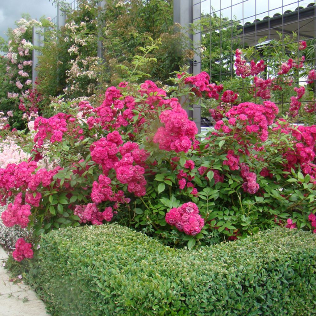 Rosal Dinky