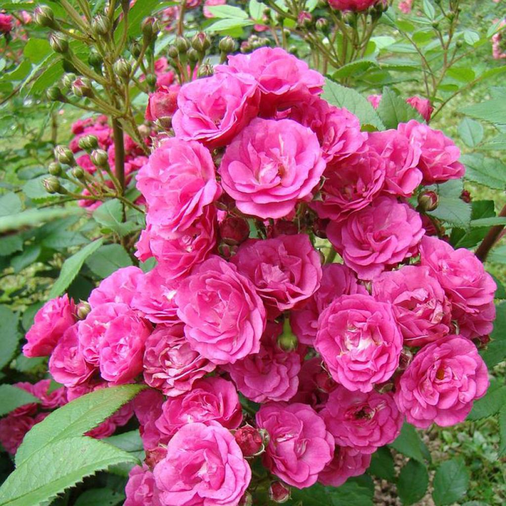 Rosal Dinky