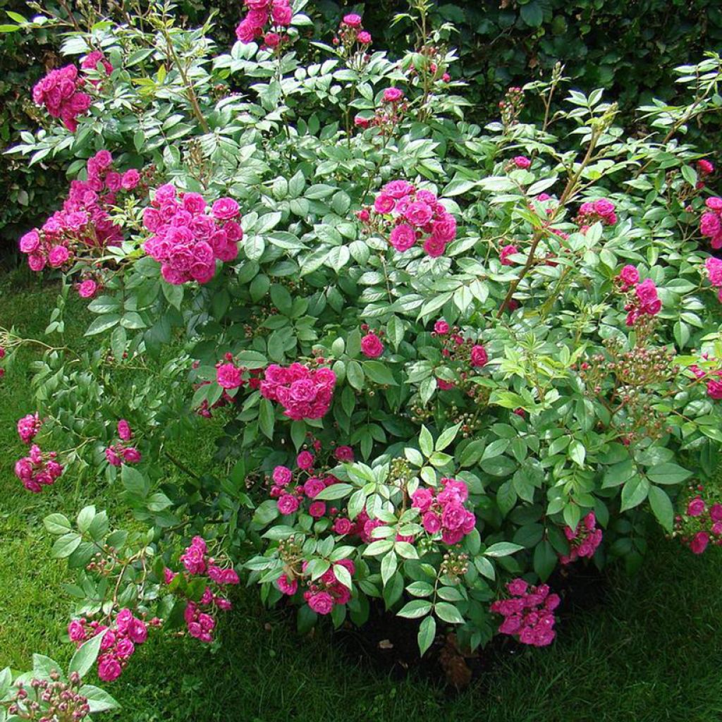 Rosal Dinky