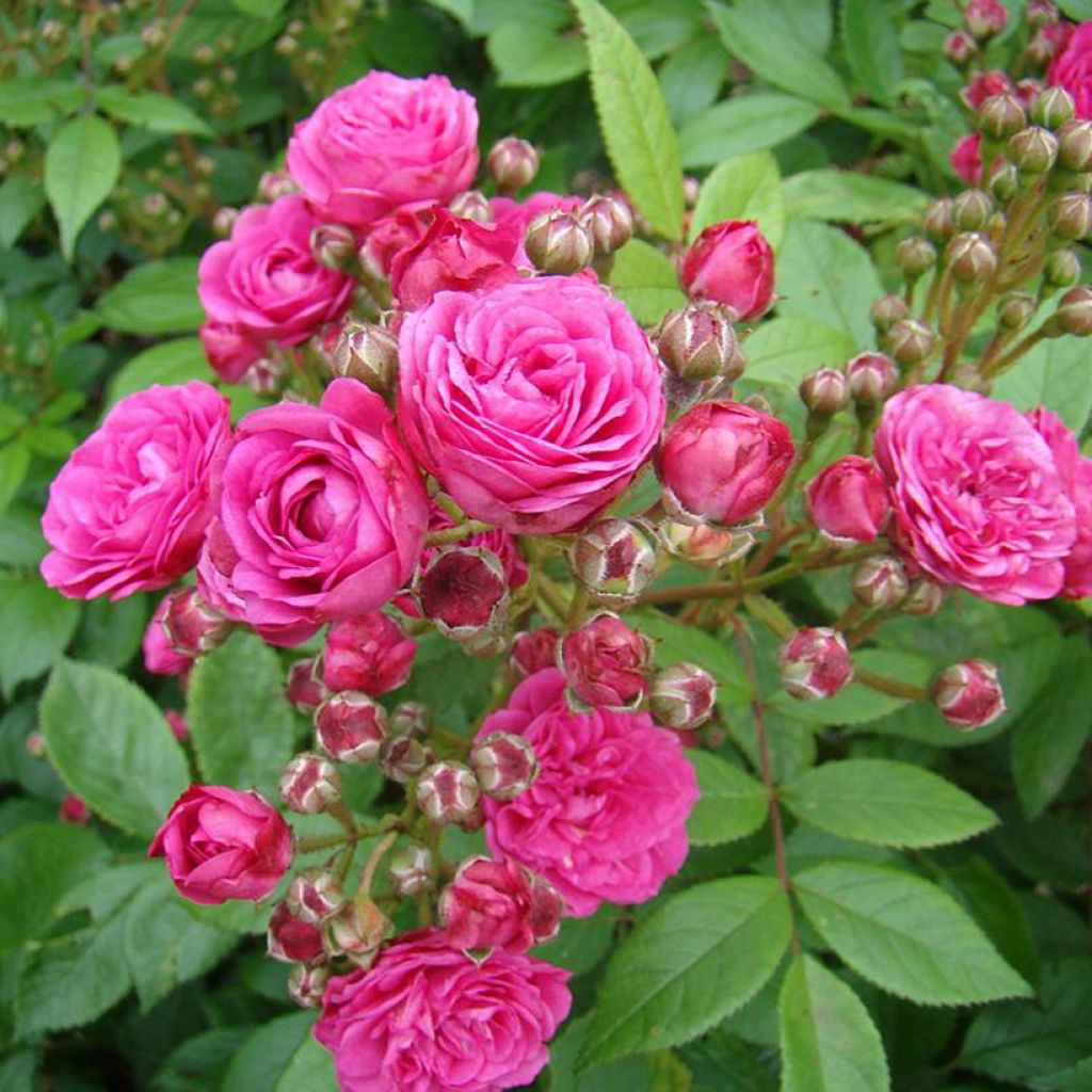 Rosal Dinky