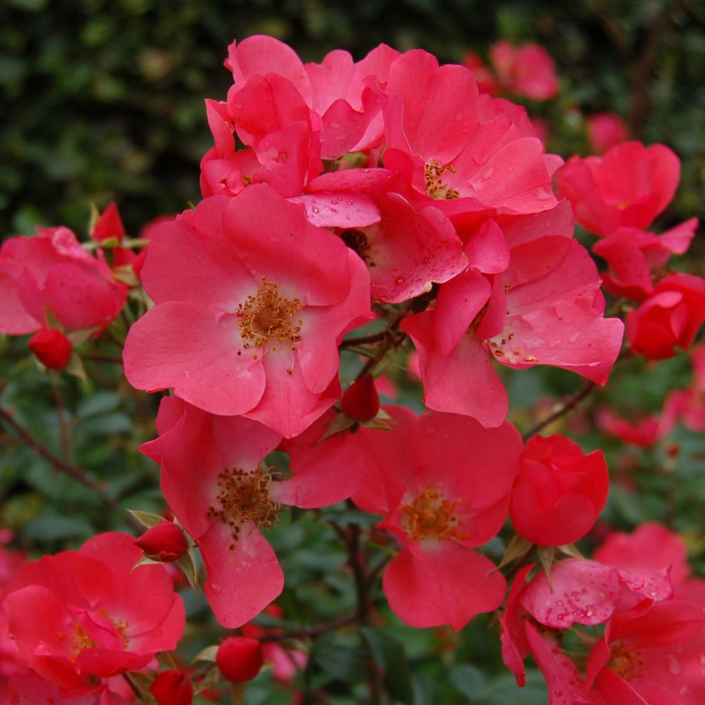 Rosal Douceur Normande